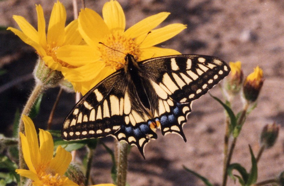 193 Swallowtail, Western Black, BL09P93I01b.jpg - Western Black Swallowtail (Papilio brevicauda).